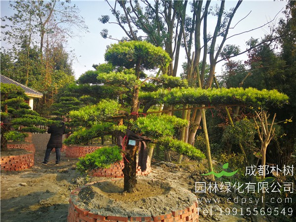 四川罗汉松盆景如何造型？